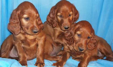Irish Setter Puppies on Picture Of How Our Irish Setter Puppies Appear When They Reach 8 Weeks