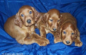 Hunting Irish Setter pups for sale