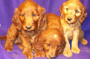 Irish Doodle puppies for sale